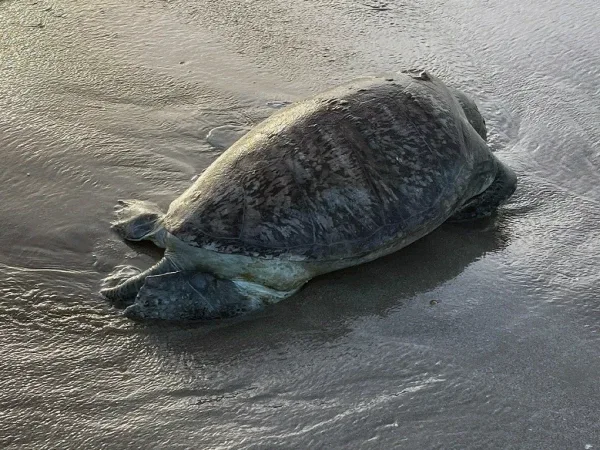 4702887-17078784321792995087-0-600x450.webp